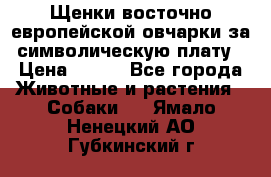 Щенки восточно европейской овчарки за символическую плату › Цена ­ 250 - Все города Животные и растения » Собаки   . Ямало-Ненецкий АО,Губкинский г.